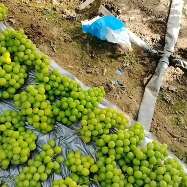 辽宁锦州市冷棚阳光玫瑰辽峰露地巨峰辽峰大量上市