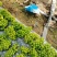辽宁锦州市冷棚阳光玫瑰辽峰露地巨峰辽峰大量上市