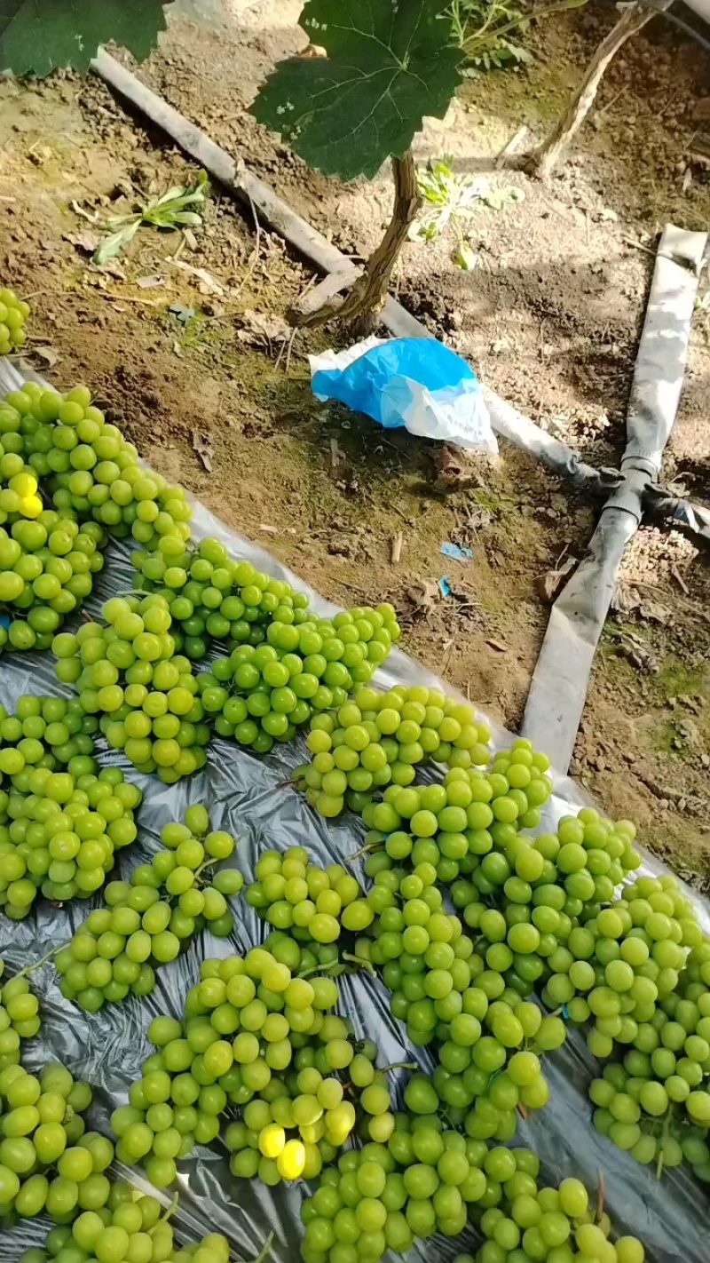 辽宁锦州市冷棚阳光玫瑰辽峰露地巨峰辽峰大量上市