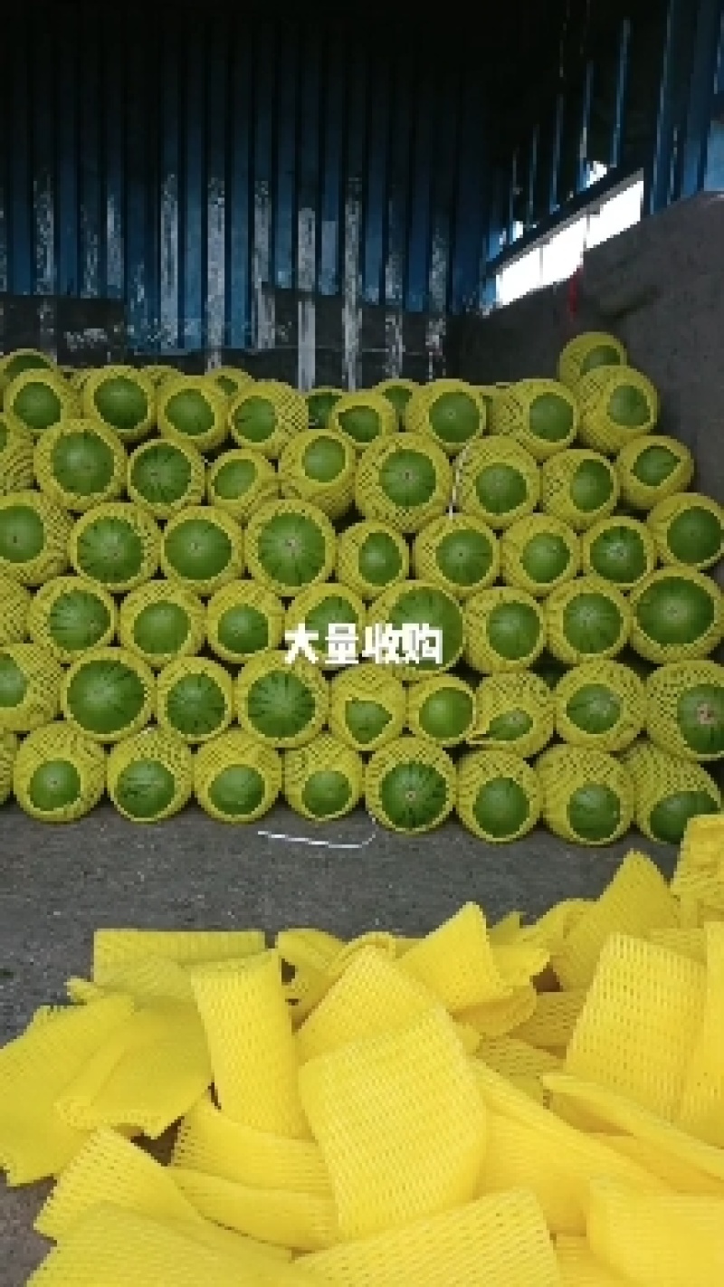 冰糖仔小吊瓜大量上市，价格不高，有需要的老板联系我