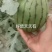 冰糖仔小吊瓜大量上市，价格不高，有需要的老板联系我