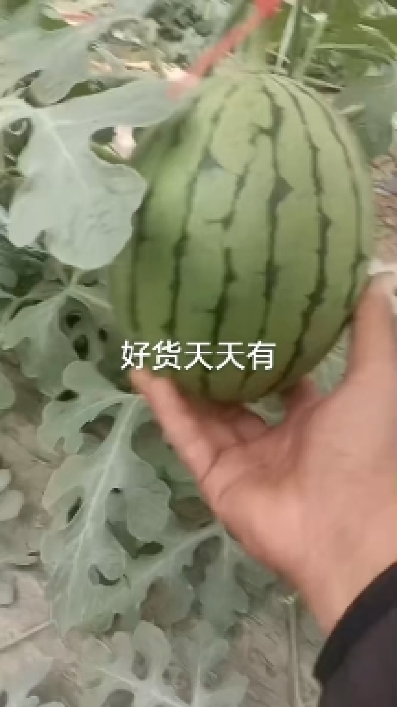 冰糖仔小吊瓜大量上市，价格不高，有需要的老板联系我