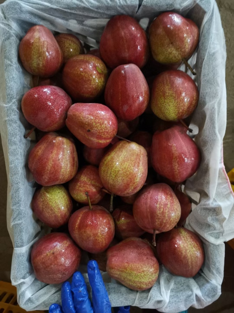 陕西精品彩虹梨现货大量供应，货源充足，品质佳，欢迎联系！