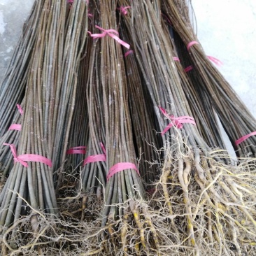 黄柏苗，药用苗基地直发，货源充足规格齐全，欢迎来电