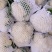 【有机花菜】河北昌黎有机花菜精品小米粒大量供应