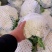 【有机花菜】河北昌黎有机花菜精品小米粒大量供应
