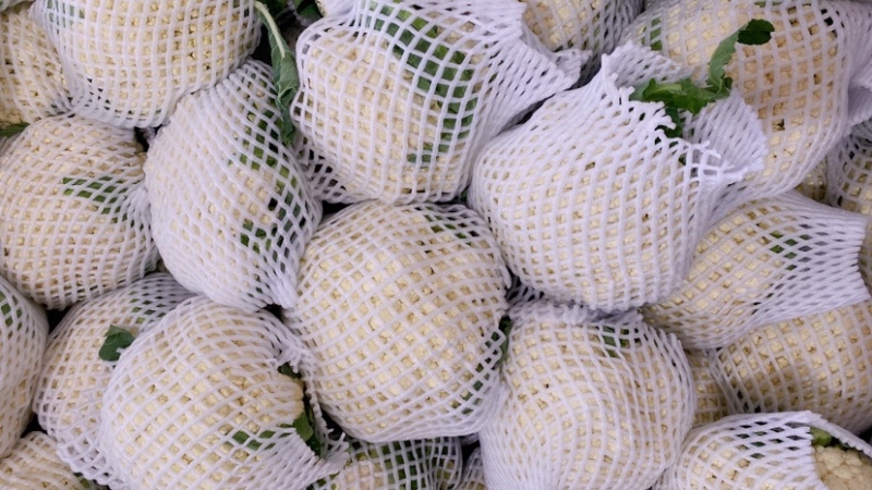 【有机花菜】河北昌黎有机花菜精品小米粒大量供应