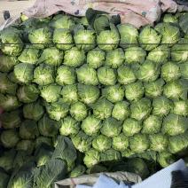 【甘蓝】河北昌黎绿甘蓝精品0.5~1公斤大量供应