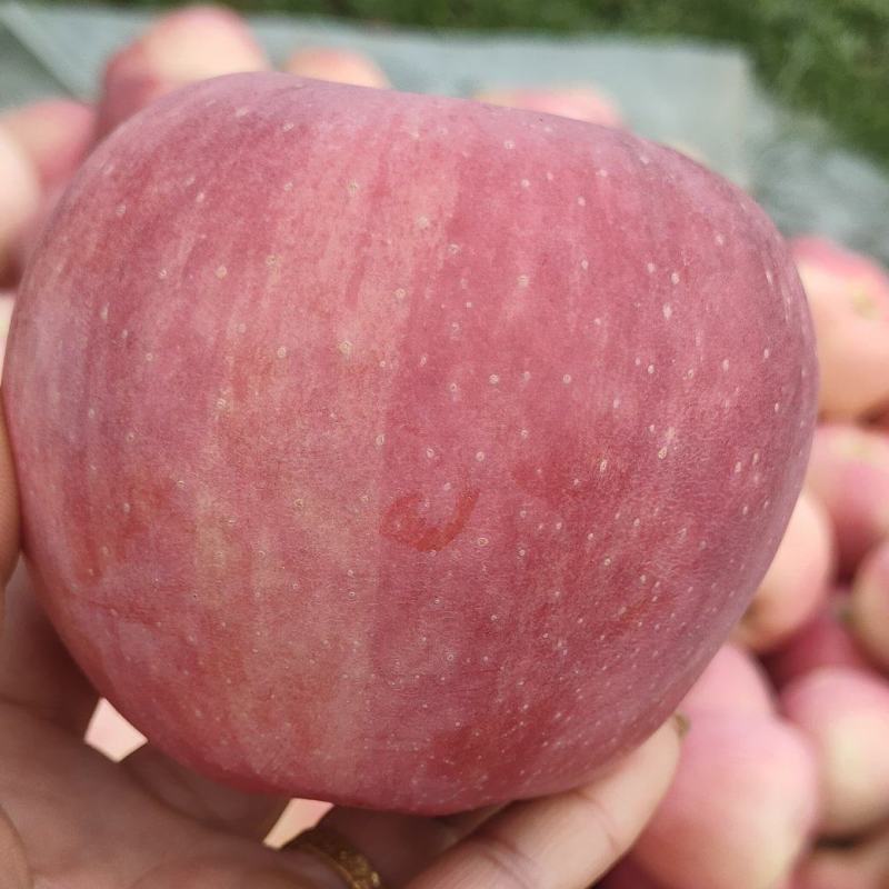 红星苹果，颜色好，水分足