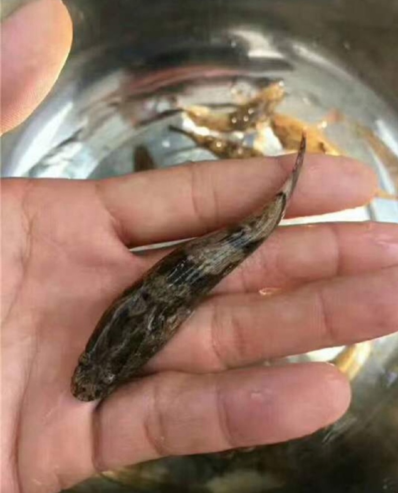 泰国杂交笋壳鱼苗笋壳鱼苗一手货源基地直销提供技术指导