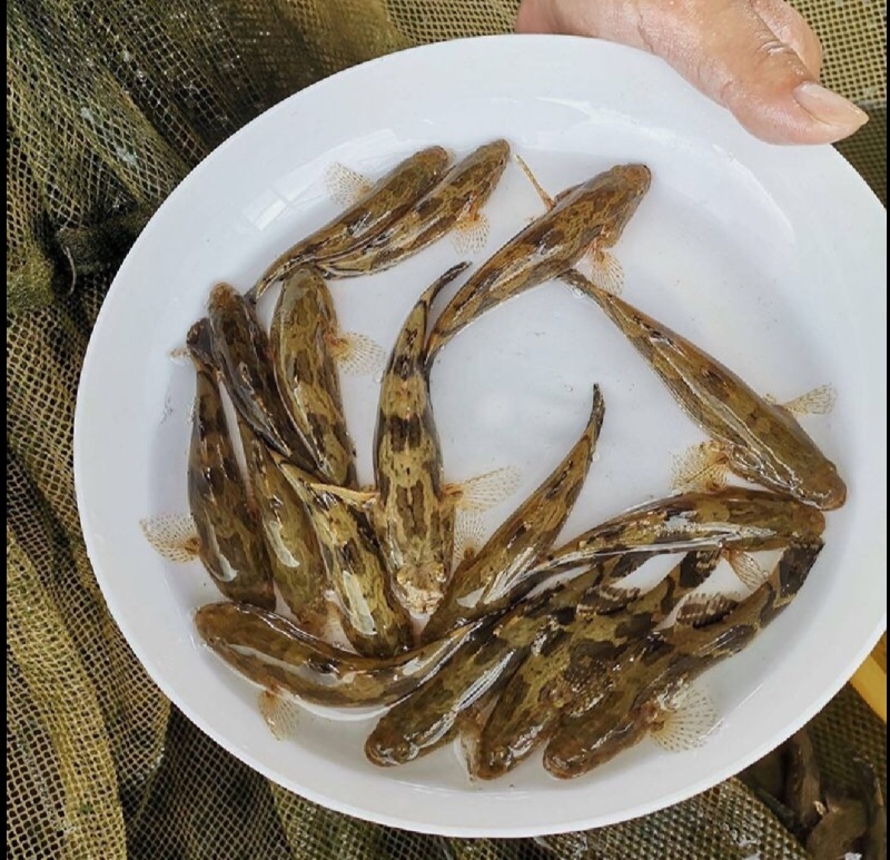 泰国杂交笋壳鱼苗笋壳鱼苗一手货源基地直销提供技术指导
