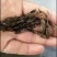 泰国杂交笋壳鱼苗笋壳鱼苗一手货源基地直销提供技术指导