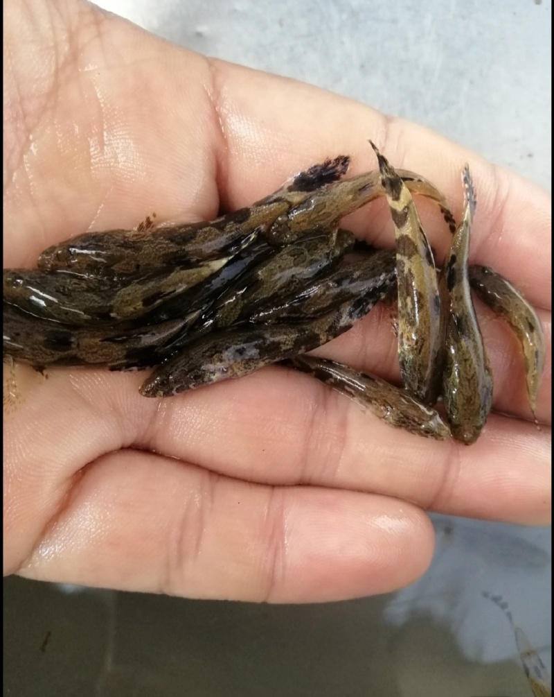 泰国杂交笋壳鱼苗笋壳鱼苗一手货源基地直销提供技术指导