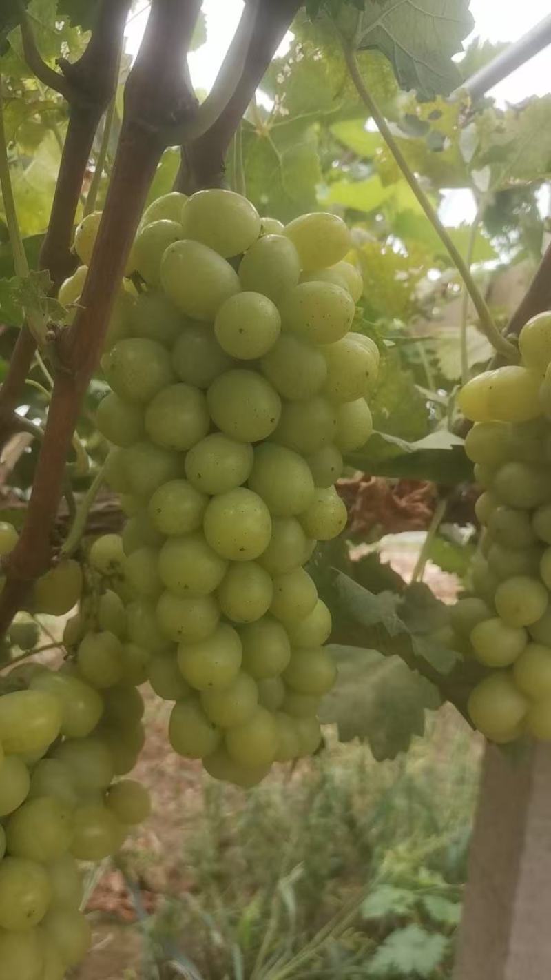 陕西大荔秋天清脆，无核白纯甜无籽，比阳光玫瑰都甜