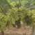 陕西大荔秋天清脆，无核白纯甜无籽，比阳光玫瑰都甜