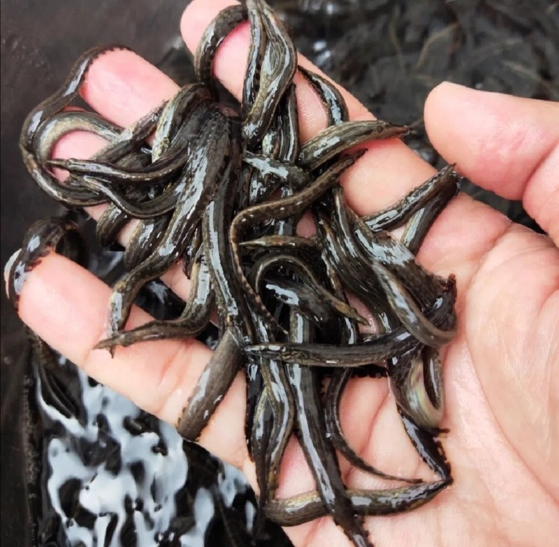 刀鳅鱼苗中华大刺鳅鱼苗一手货源基地直销提供技术指导