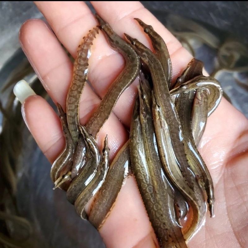刀鳅鱼苗中华大刺鳅鱼苗一手货源基地直销提供技术指导