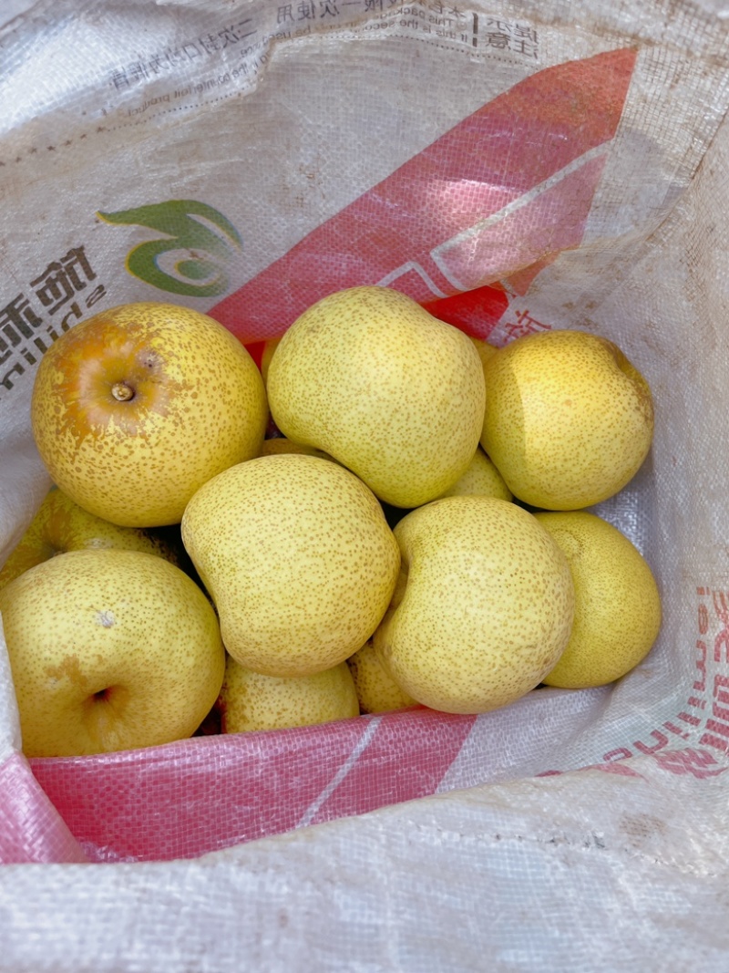 精品小梨