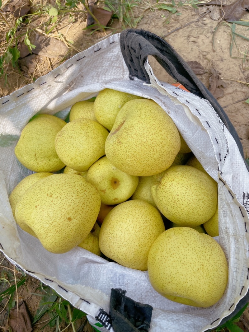 精品小梨