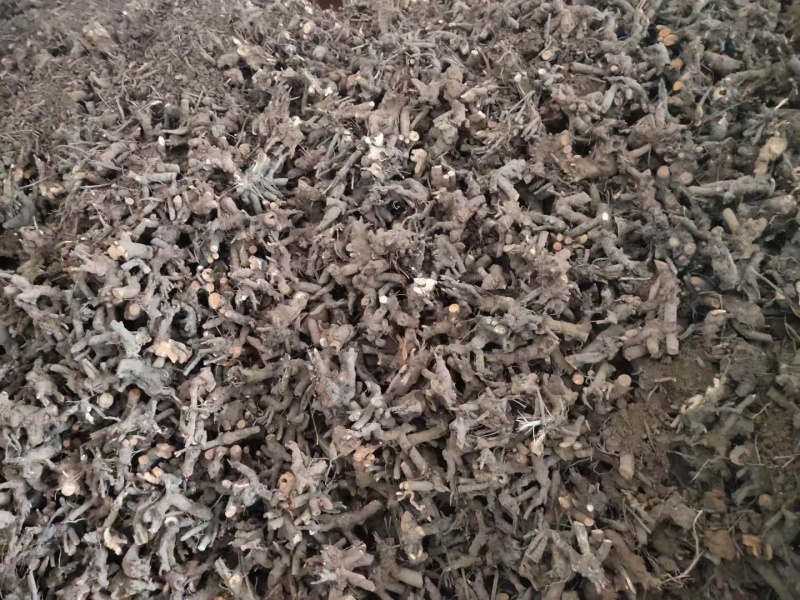 重瓣白芍种根观赏加药用一手货源