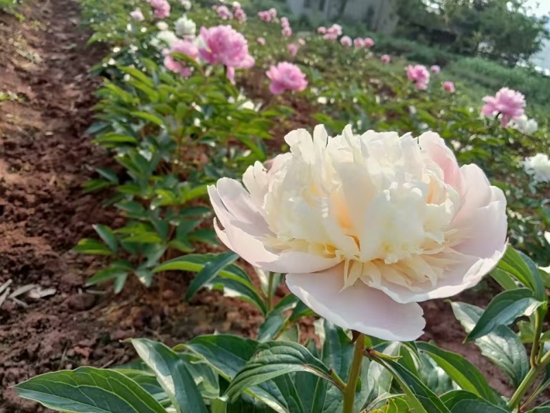 重瓣白芍种根观赏加药用一手货源