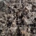 重瓣白芍种根观赏加药用一手货源