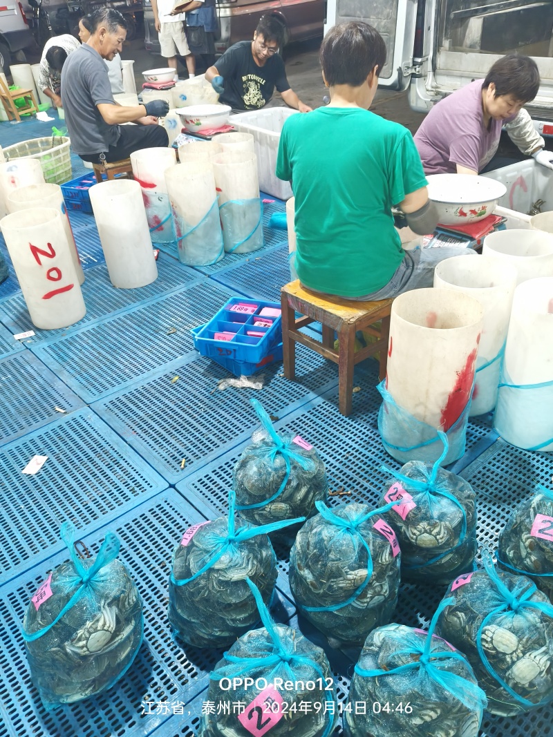 江苏兴精品大闸蟹，包活包肥，产地发货，价格优美质量有保证