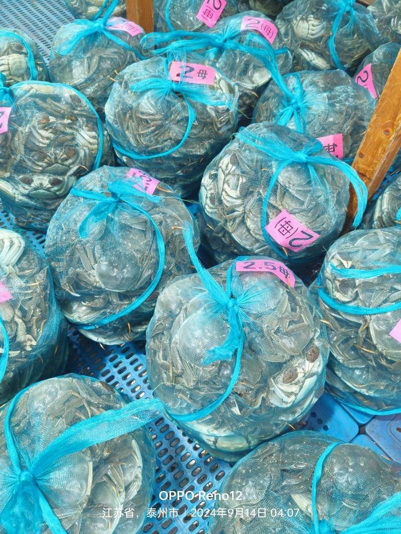 江苏兴精品大闸蟹，包活包肥，产地发货，价格优美质量有保证