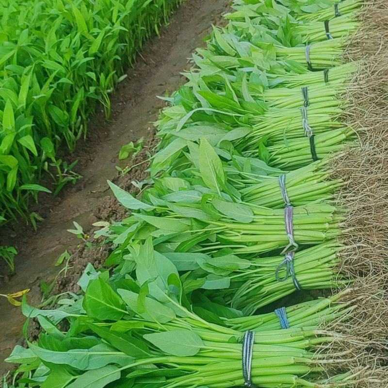 深圳本地大叶空心菜！长年每天现货供应深圳东莞广州佛山周边