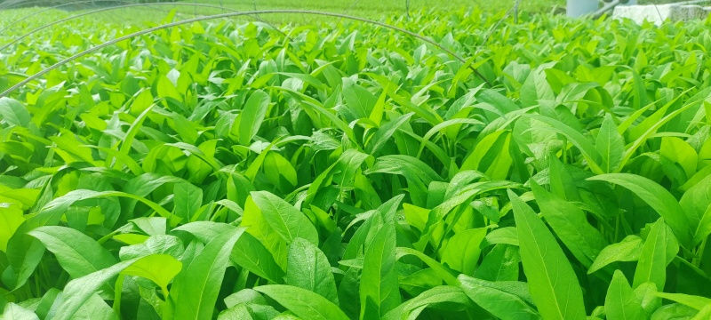 深圳本地大叶空心菜！长年每天现货供应深圳东莞广州佛山周边