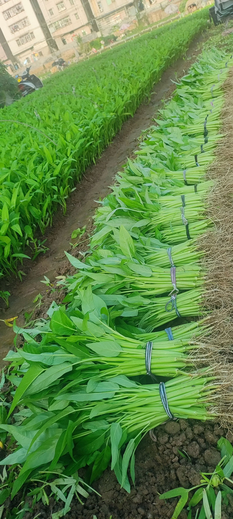 深圳本地大叶空心菜！长年每天现货供应深圳东莞广州佛山周边