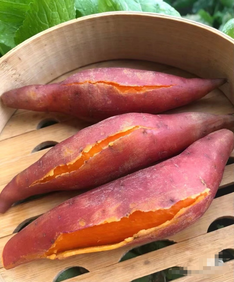 精品西瓜红