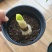 朱顶红