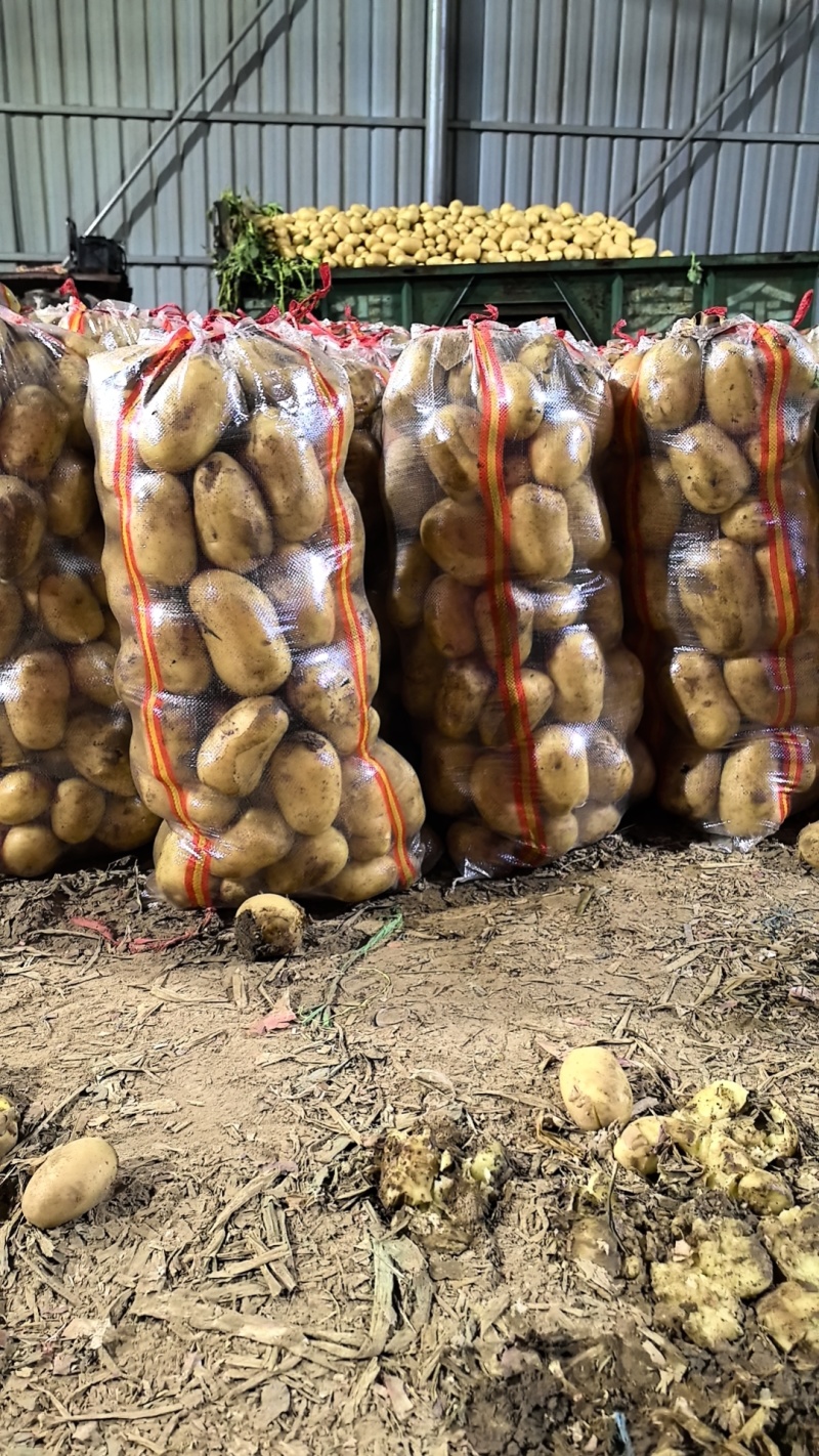 沃土，亿亩田黄皮黄心。大量上市基地直发
