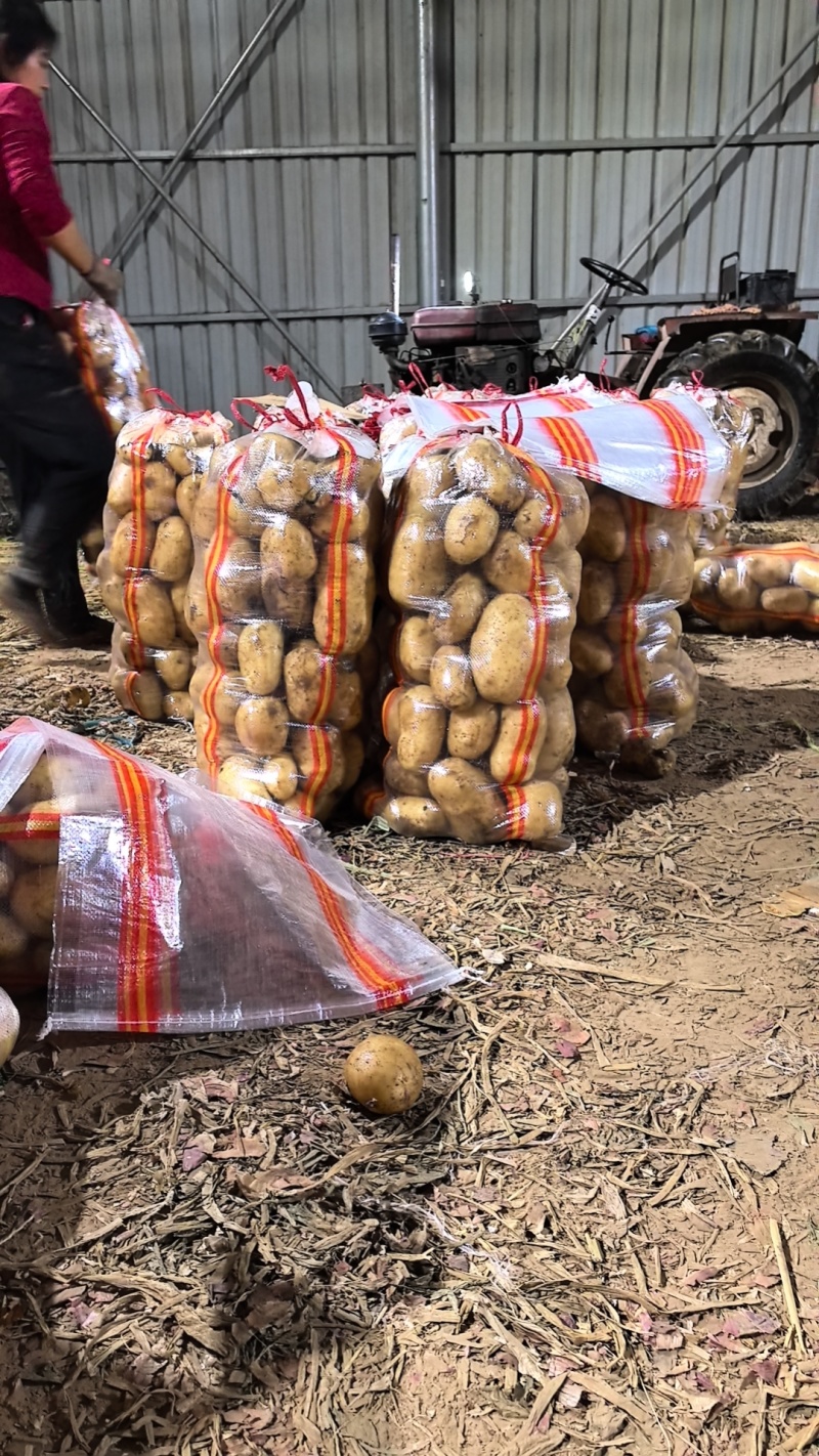 沃土，亿亩田黄皮黄心。大量上市基地直发