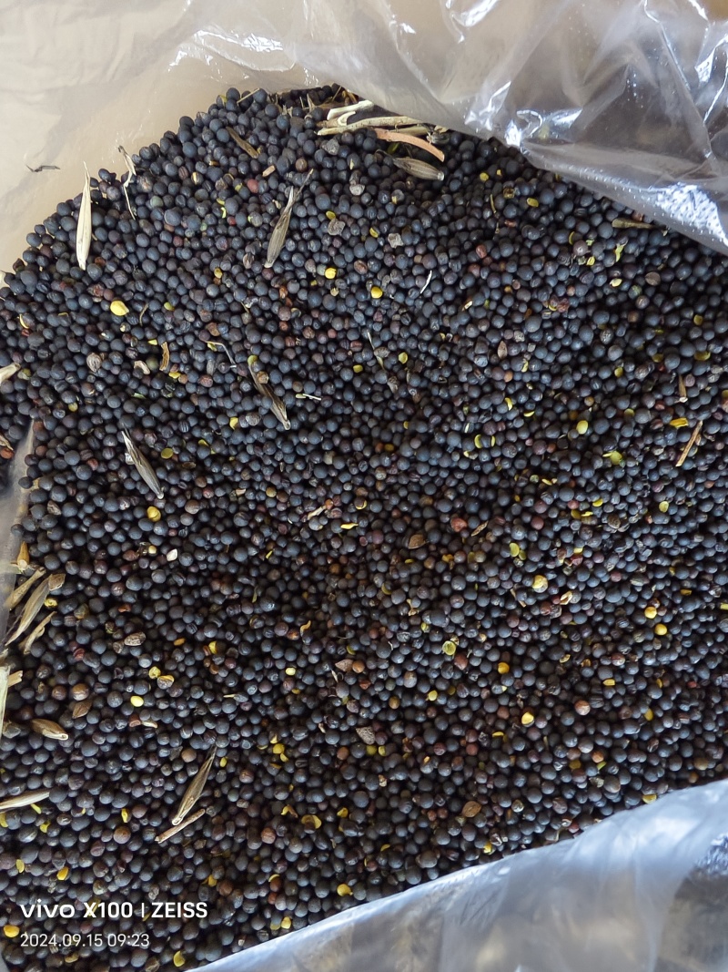 大量出售高芥酸油菜籽