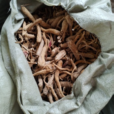 小白芷药厂货干度好货干净