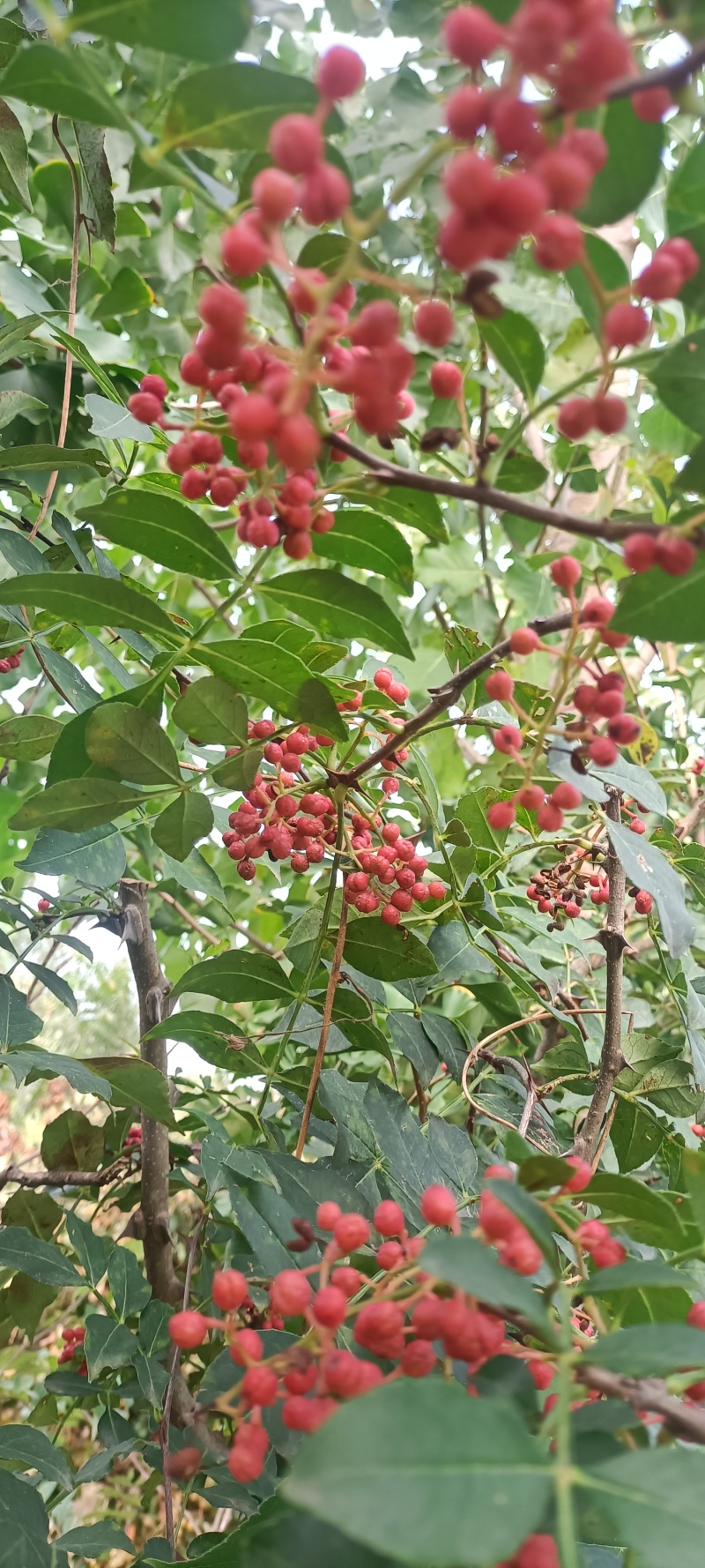 直销大红袍无刺花椒苗，花椒树苗提供技术指导