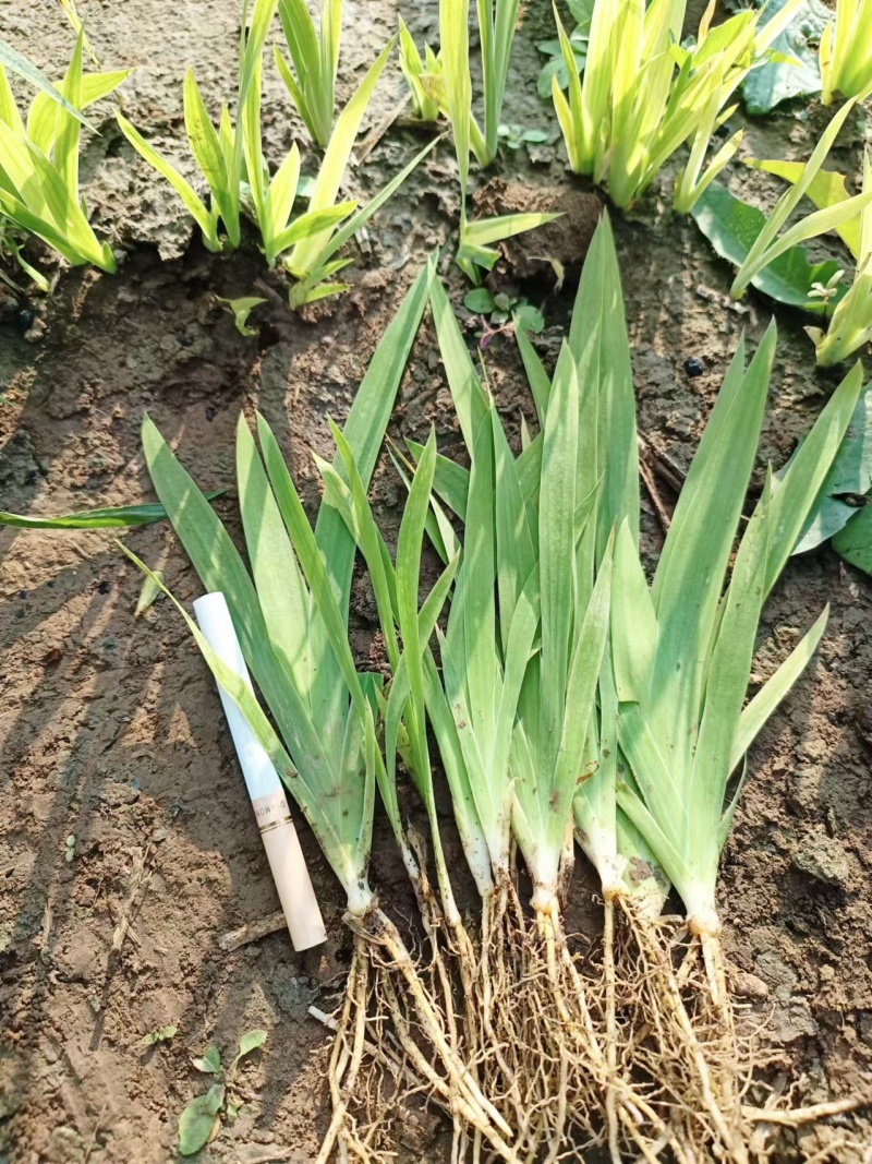 射干苗大量批发，大型育苗基地,一手货源，基地直发。