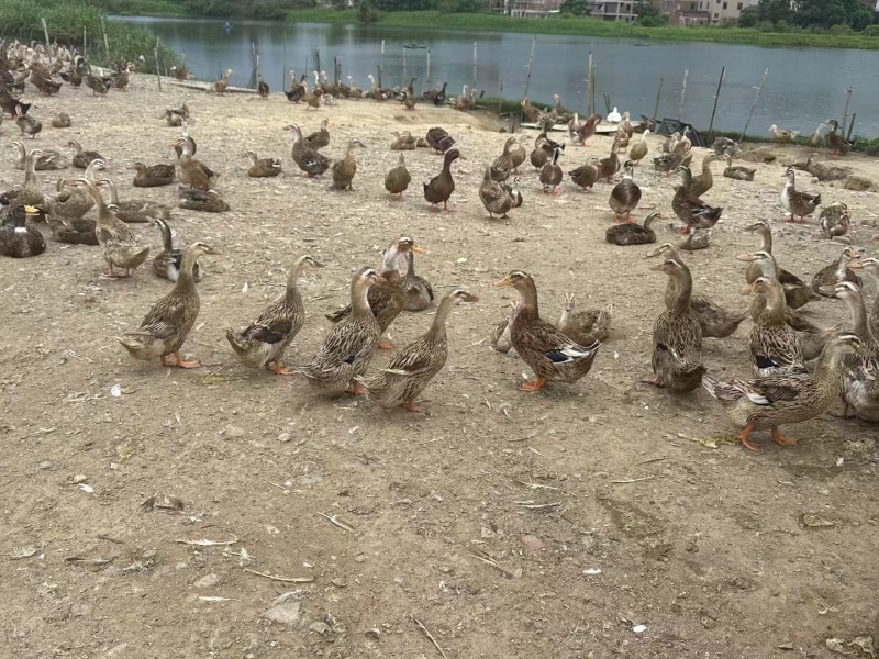 老麻鸭