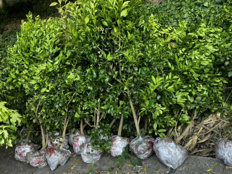 【店主推荐】明日见树苗黄美人苗营养杯苗大小规格齐全