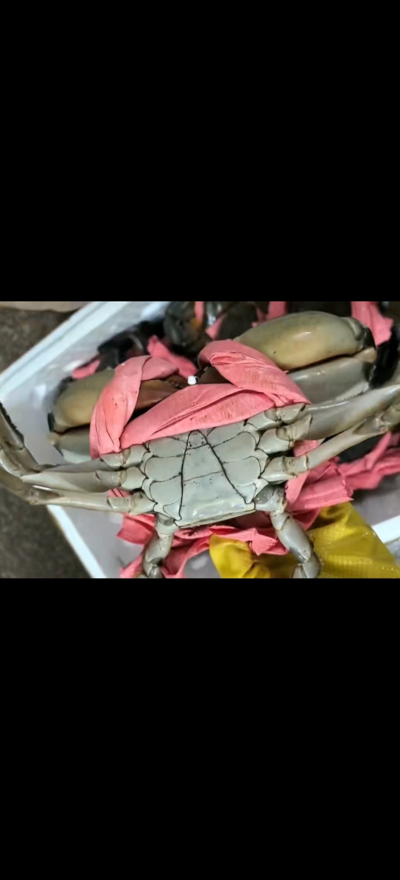 越南一手大公大量上市可全国发货欢迎各位老板咨询合作