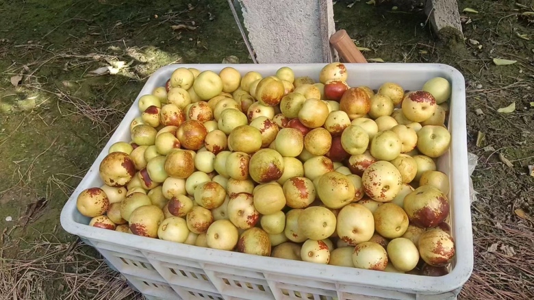 一个热闹的农贸市场摊位,整齐码放着多个塑料筐,筐内装满新鲜冬枣,商贩正在称重打包,顾客围观选购,背景可见‘新鲜冬枣 今日到货’的手写招牌,体现真实交易场景 冬枣市场摊位实拍