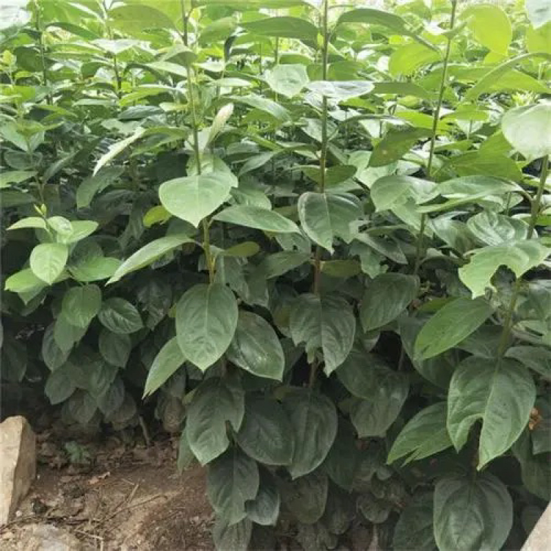 【推荐】柿子苗太秋甜柿苗甜脆柿子苗摘下来就直接吃