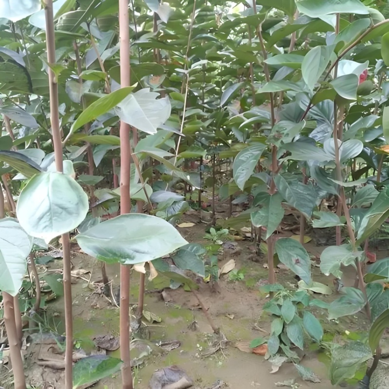 【推荐】柿子苗太秋甜柿苗甜脆柿子苗摘下来就直接吃