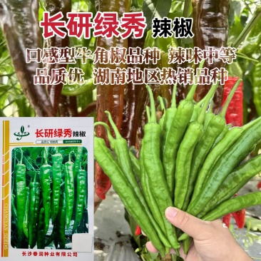 长研绿秀辣椒种子中早熟口感型牛角椒种子皱皮牛角辣味中等