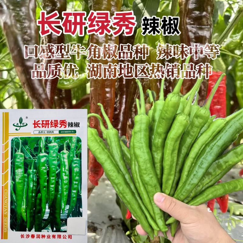 长研绿秀辣椒种子中早熟口感型牛角椒种子皱皮牛角辣味中等