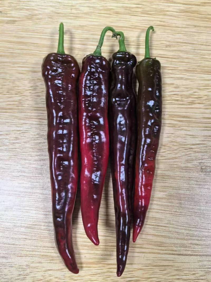 长研绿秀辣椒种子中早熟口感型牛角椒种子皱皮牛角辣味中等