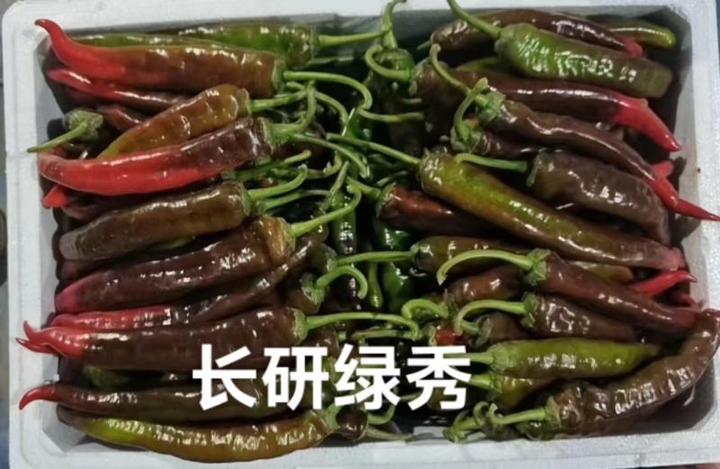 长研绿秀辣椒种子中早熟口感型牛角椒种子皱皮牛角辣味中等