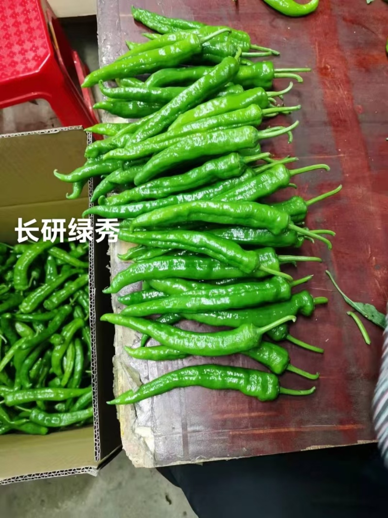 长研绿秀辣椒种子中早熟口感型牛角椒种子皱皮牛角辣味中等